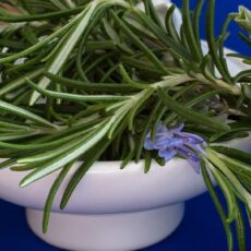 rosemary,nature,health,herbs,protein,nutrition facts,herb garden