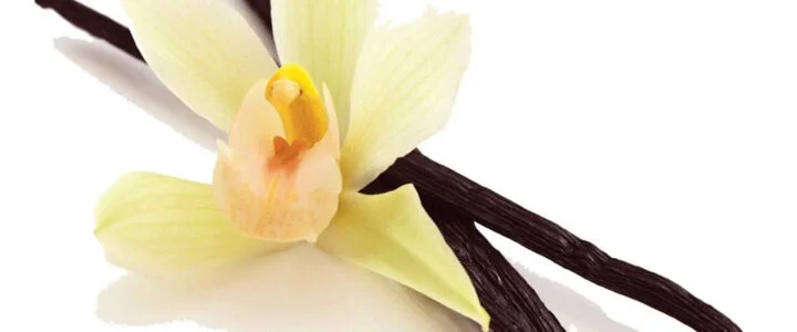 Organic Vanilla Bean – Heaven Scent